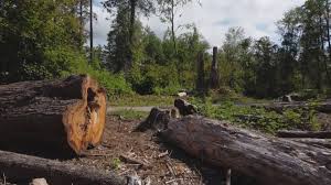  West End, NY Tree Removal Pros