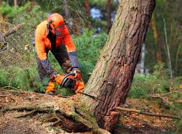 Best Root Management and Removal  in West End, NY