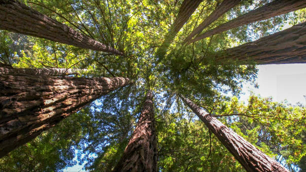 Best Tree Preservation Services  in West End, NY