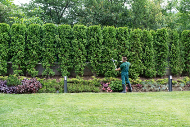 Best Tree and Shrub Care  in West End, NY