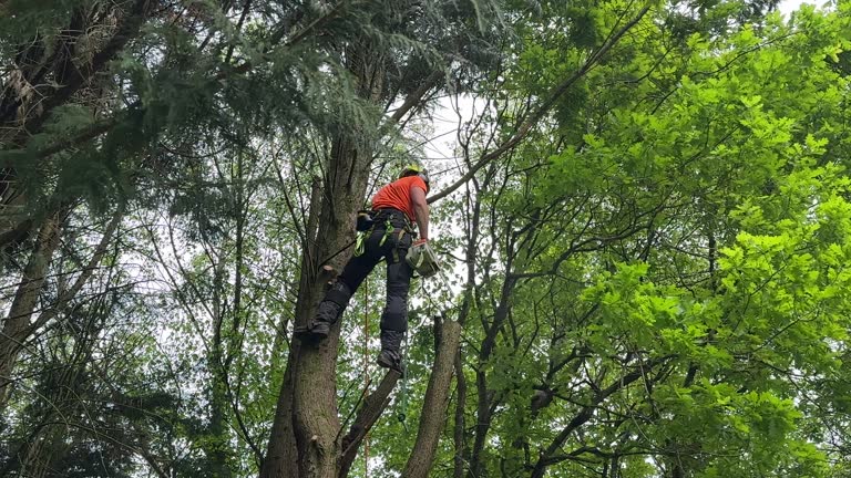 Best Tree Preservation Services  in West End, NY