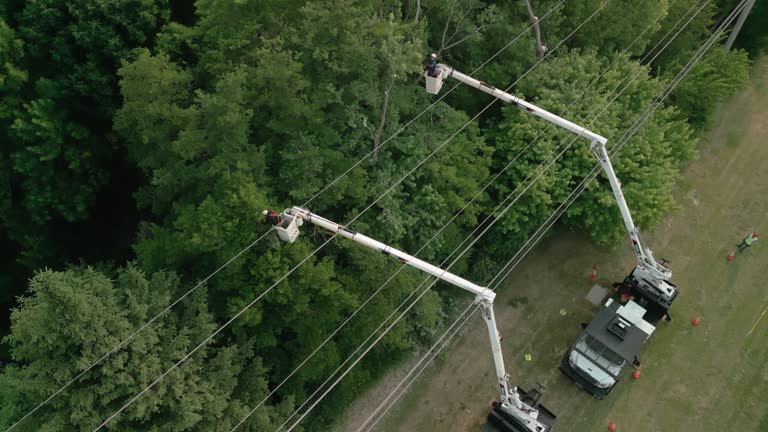 Best Storm Damage Tree Cleanup  in West End, NY