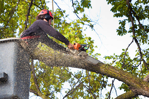 Best Stump Grinding and Removal  in West End, NY
